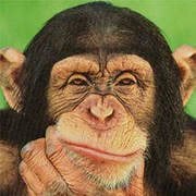 Are u smarter than a chimp?